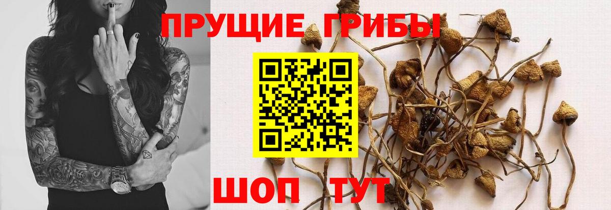 Псилоцибиновые грибы MAGIC MUSHROOMS Добрянка